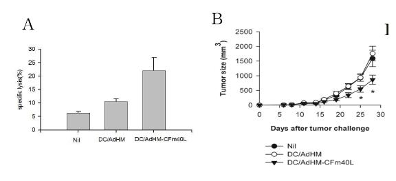 CFm40L 재조합 단백질을 이용한 수지상 세포 백신의 면역원성 증가 수지상 세포에 AdHM 및 AdHM-CFm40L로 항원 전달하여 세포 백신을 제작한 후 마우스를 면역화 하였음. 7일 후 murine Her-2/neu CTL epitope peptide를 적재한 target cell을 주입하여 murine Her-2/neu 특이적인 세포독성반응을 평가하였음 (A). 또한 면역화하고 7일 후 murine Her-2/neu를 발현하는 암세포를 s.c 투여하고 암 성장을 관찰함.