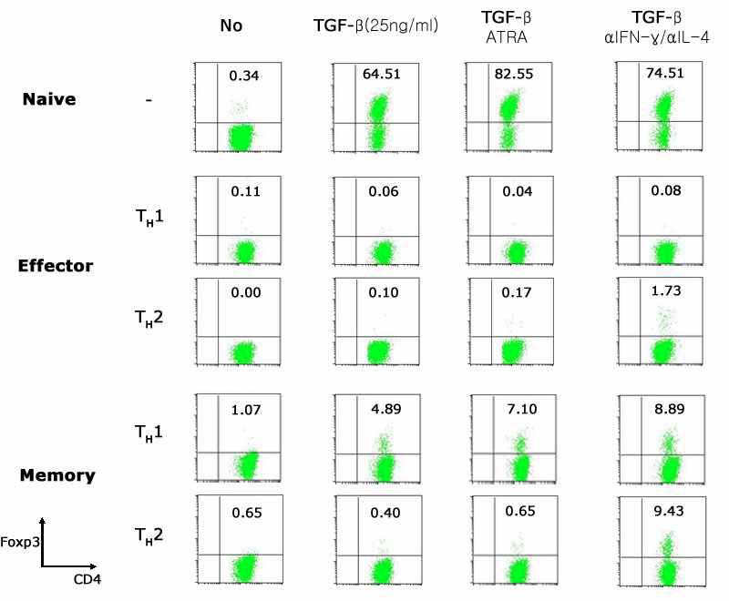 Naive T 세포, 효과 T 세포, 기억 T 세포간의 조절 T 세포로의 분화능 차이 naive T 세포, OVA 항원에 특이적인 효과, 기억 Th1, Th2 세포를 기존에 조절 T 세포로의 분화에 관여하는 사이토카인으로 알려진 TGF-β와 all-trans retinoic acid (ATRA) 혹은 효과 사이토카인 중화 항체 존재 하에서 TCR 자극을 준 뒤 CD4 T 세포에서 Foxp3의 발현 여부를 분석하였음.