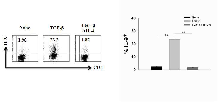 TGF-β에 의한 Th2 기억 세포의 Th9 세포로의 분화 OVA 항원에 특이적인 Th2 기억 세포를 TG F-β 단독 또는 TGF-β와 항-IL-4 항체 존재 하에서 항-CD3 항체 및 항-CD28 항체로 4일 동안 자극 준 뒤 Golgi-Plug (Brefeldin A)의 존재 하에서 추가적으로 PMA (50ng/ml) 와 ionomycin (500ng/ml)으로 4 시간 동안 자극 준 후 intracellular cytokine staining을 통해 IL-9의 생성 여부를 분석하고 그 결과를 그래프로 정리하였음.