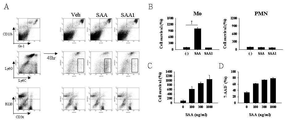 SAA3가 유도하는 Mo MDSC의 생존율 증가 확인