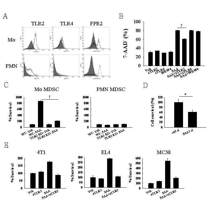 SAA3-TLR2를 매개로 한 Mo-MDSC의 생존율 증가