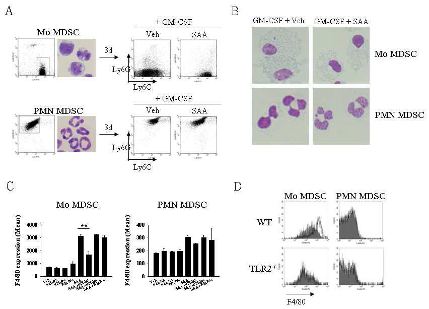 SAA3-TLR2를 매개로 한 Mo-MDSC의 분화 억제
