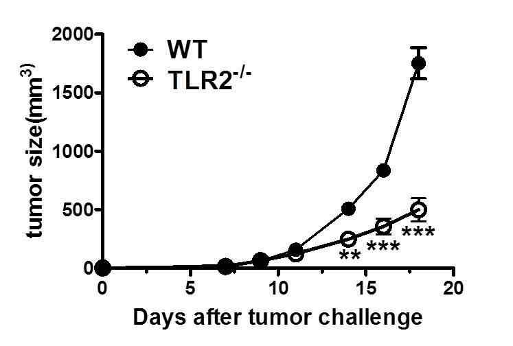 SAA-TLR2를 매개한 면역억제환경 조성 저해에 의한 암의 성장억제 MC38 암세포를 WT 혹은 TLR2KO 마우스에 이식 후 암의 성장을 관찰함.