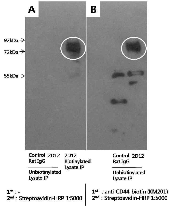 면역침강-CD44 western blotting을 이용한 2D12 클론의 항원 규명