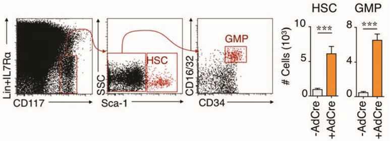 자발적 암 생성 모델 마우스의 비장 내 HSC 및 GMP 세포의 수증가.