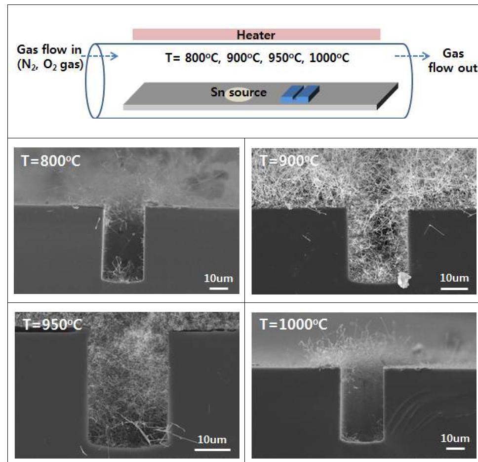 성장 온도에 따른 나노선 성장 이미지