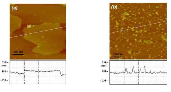 대면적 graphene oxide (LGO) 와 nano-graphene oxide (NGO)의 AFM 이미지