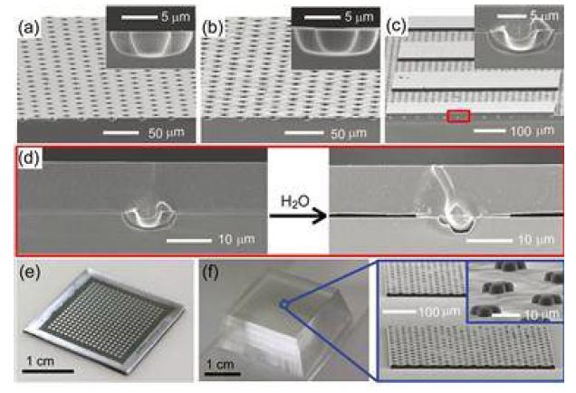a) 요철구조를 갖는 실리콘 보조기판, b) 보조기판 위스프레이 코팅 된 희생층, c) 희생층 위 스핀코팅한 SU-8 초박막 기판의 주사현미경 사진. d) 희생층 식각 전 후 기판 단면의 주사현미경 사진. e) 보조기판 위 형성한 SU-8 초박막 기판 사진. f) PDMS 위로 전사 인쇄한 초박막 기판 사진과 확대 해서 본 주사현미경 사진.