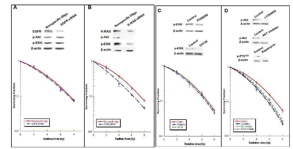 EGFR overexpression 및 K-RAS mutation이 동반된 A549 및 H460 cell에서 EGFR차 단은 방사선 감수성을 증가시키지 못하였으나 (A) K-RAS의 차단이 방사선 감작효과를 나타냄 (B).