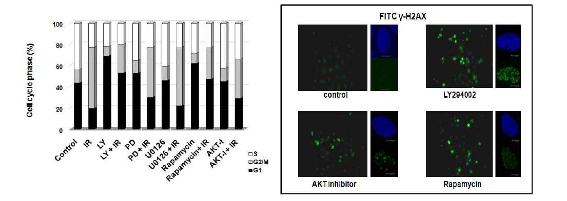 이러한 방사선 감작 효과에는 radiation induced G2M arrest의 abrogation (좌) 및gamma H2AX의 지연 (우)이 동반되어 DNA reapir의 장애를 시사함