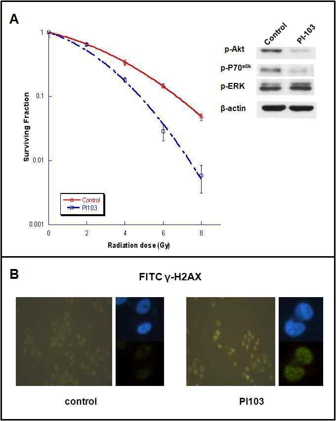 정상세포에 대한 metabolic toxicity가 적은 class I PI3K 및 m-TOR dual inhibitor처리 시 효율적 방사선 감작효과가 관찰되며 (A), 이는 DNA reapir 과정의 장애를 시사하는 gamma H2AX의 지연 및 DNA-PK 발현의 감소를 초래함.