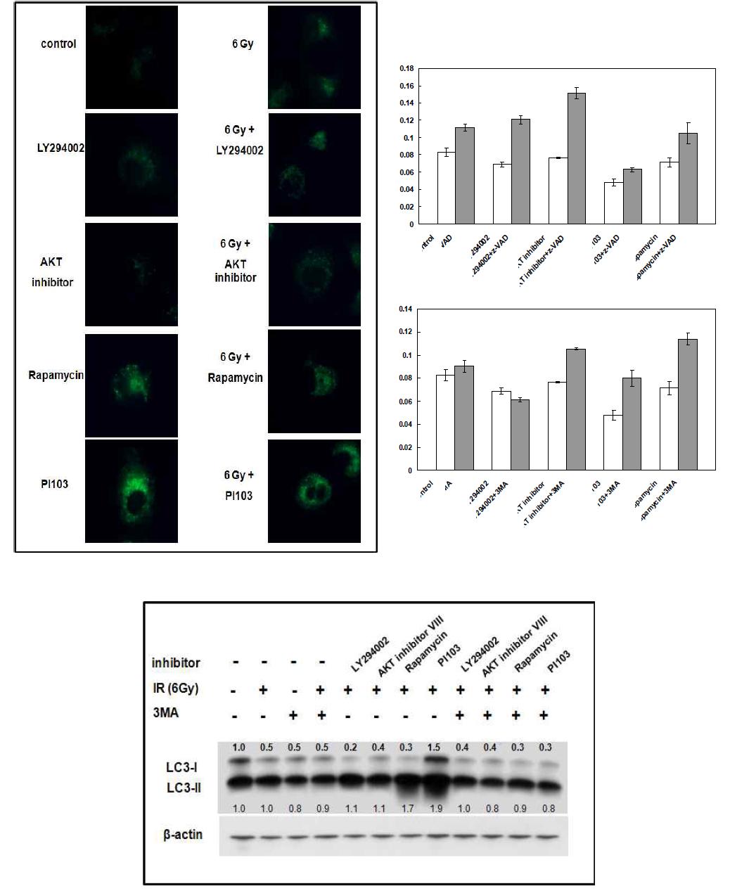 관련된 세포사멸 기전으로 PI3K-AKT 차단 시에는 apoptosis,m-TOR 경로 차단시시에는 Autophagy가 중요한 mode of cell death로 관찰됨.