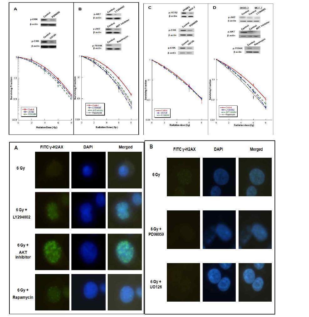 HER-2 activated breast cancer cell line에서 하위경로인 PI3K-AKT-mTOR 차단 시 방 사선 감수성의 증가를 나타내고 (upper B & D), 이와 동반하여 DNA damage repair의 장애를 시사하는 gamma H2AX foci의 지연이 관찰됨 (lower A).
