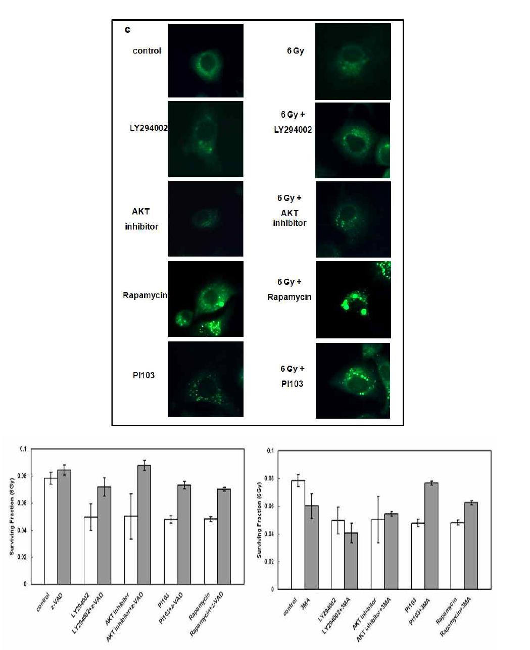 이와 관련된 mode of cell death에 대한 연구에서 PI3K-AKT pathway 차단시에는 apoptosis, m-TOR경로 차단시에는 apoptosis이외에 autophagy가 주요한 cell death 기전임을 보 여줌.