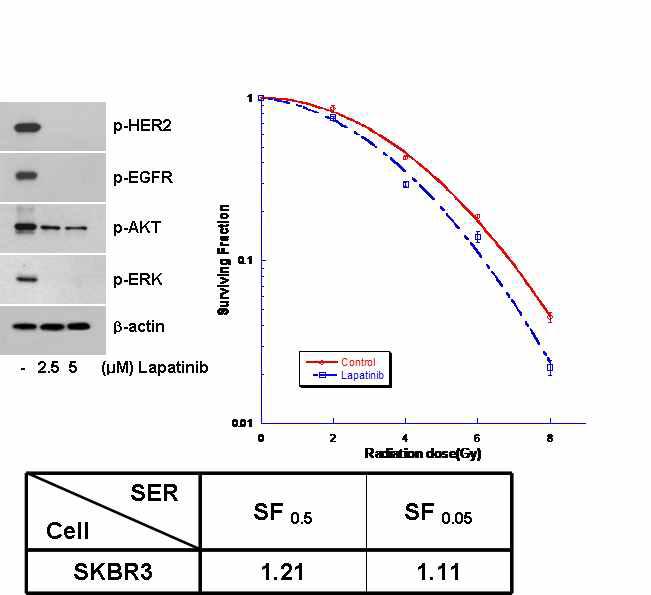 Modulation of EGFR/HER-2 signaling by Lapatinib