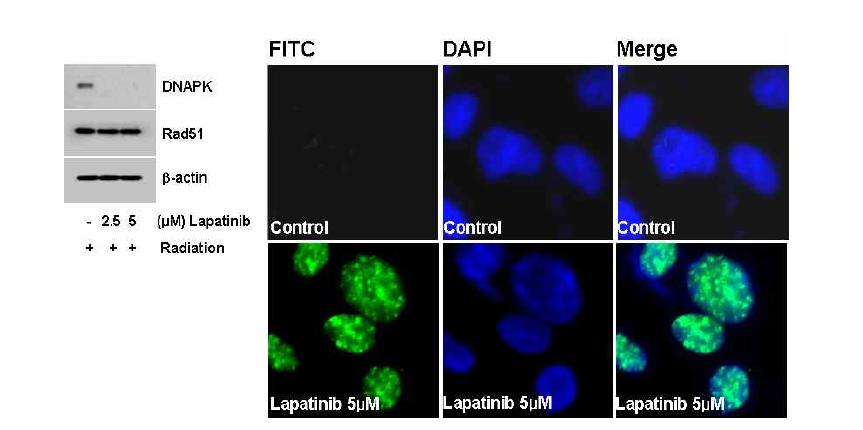 Effect of Lapatinib in DNA damage repair