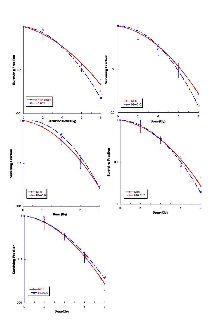 Clonogenic survival curves of SQ20B cells following transfection of siRNA targeting class I HDACs: (A) HDAC1, (B) HDAC2, (C) HDAC3 and(D) HDAC8