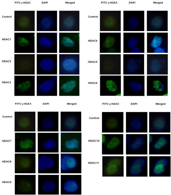 Selective inhibition of HDAC1, HDAC3, HDAC4, HDAC6, HDAC10 and HDAC11 led persistence of H2AX foci following irradiation of 8 Gy.