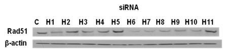 Specific inhibition of HDAC isotypes and downregulation of Rad51.