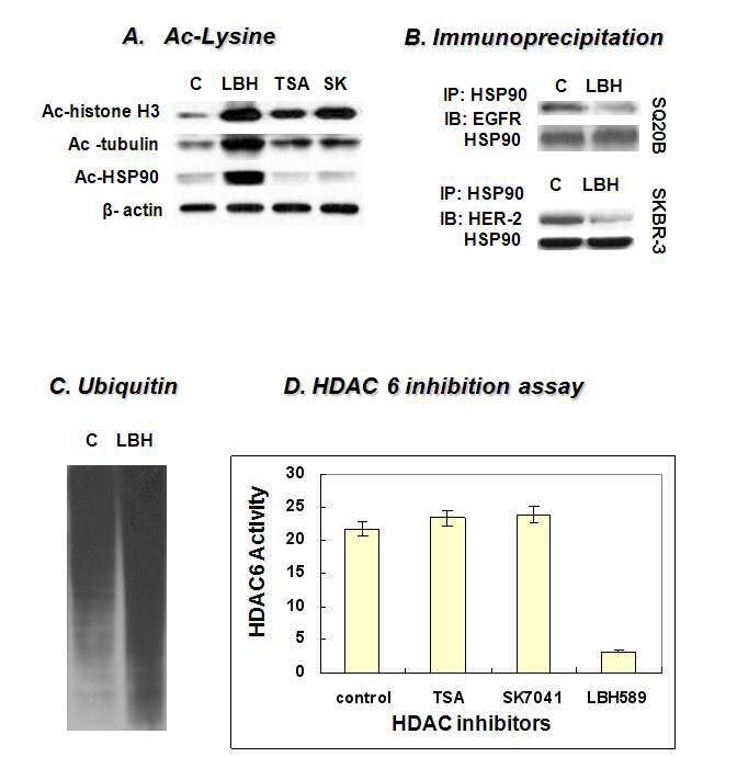 HDAC억제제를 통한 mechanistic study를 이용하여 HSP90를 통한 EGFR/HER2 prosurvival signaling을 조절하는 기제 규명