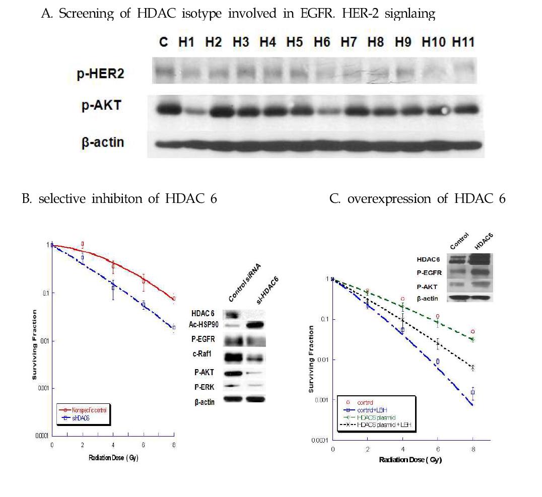 RNA interference를 이용하여 EGFR 혹은 HER-2 signaling의 modulation에 관여하는 HDAC isotype을 screening 함 (A). 이들 중 HDAC 6의 선택적인 inhibition을 통해 radiosensitivity의 증가를 관찰하고 (B), HDAC 6의 over-expression을 통해 HDAC inhibitor-induced radiosensitization의 partial rescue를 검증함 (C).