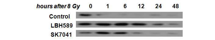 Prolongation of H2AX phosphoryllation은 DNA repair의 손상을 시사