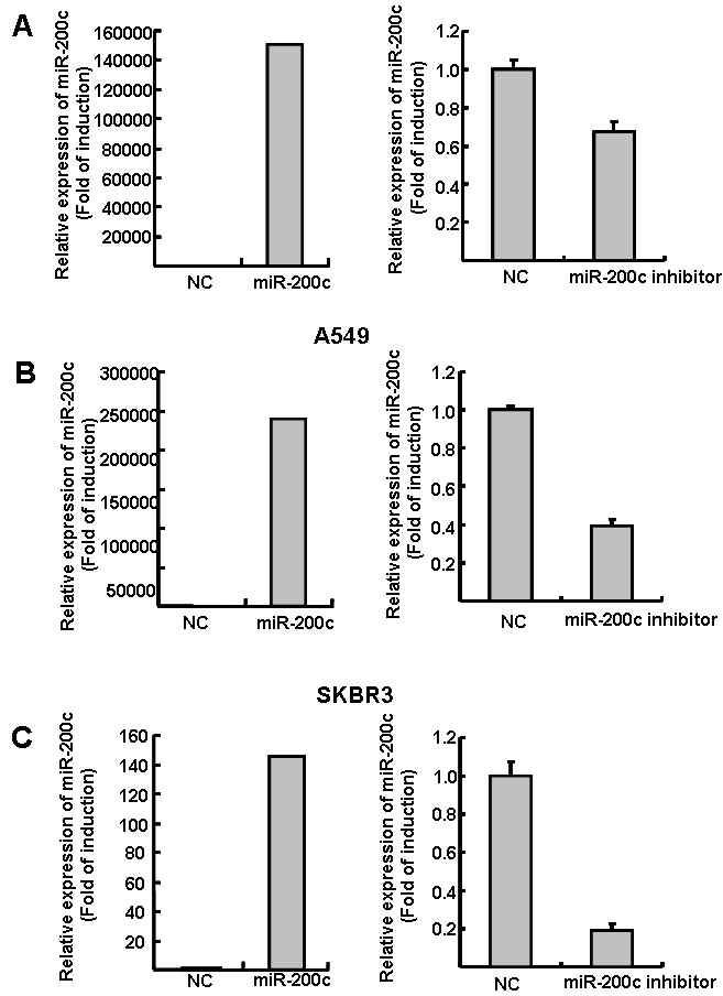 The effect of mature miR-200c expression treatment with pre-miR-200c or miR-200c inhibitor