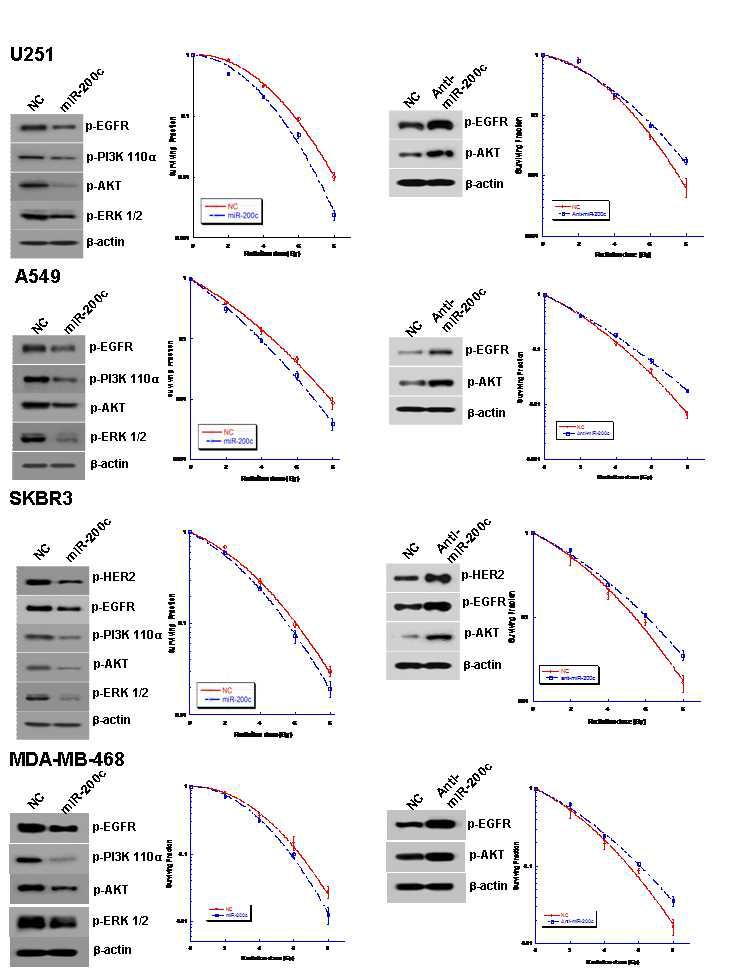 Modulation of EGFR/HER2 associated signaling by miR-200c