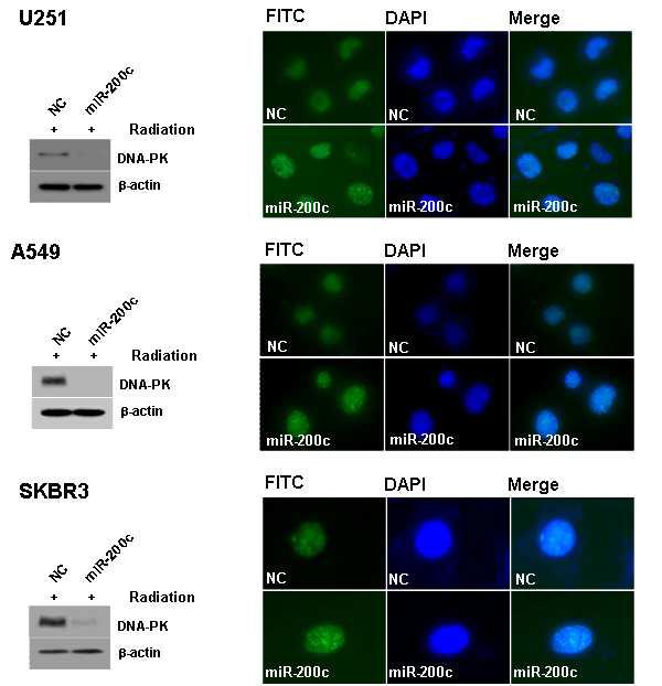 Effect of ectopic overexpression of miR-200c in DNA damage