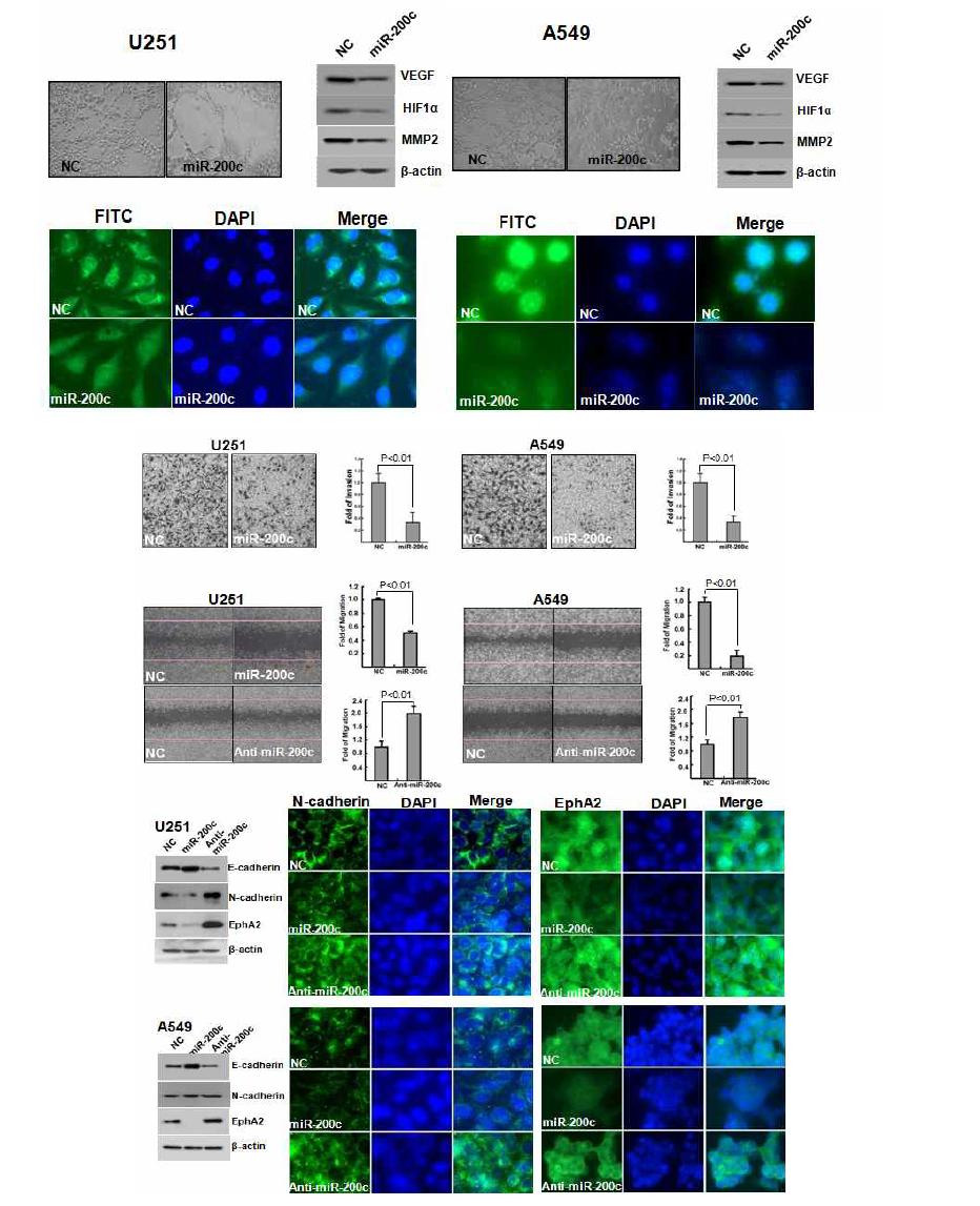 Effect of ectopic overexpression of miR-200c in cell migration, invasion and vasculogenic mimicry formation