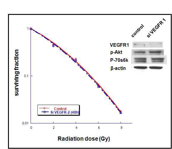 VEGFR1은 Radiation Response에 큰 영향을 미치지 못하는 반면 VEGFR2는 p-Akt 및 p-70S6K의 downregulation과 함께 radiosensitivity를 증가시킴