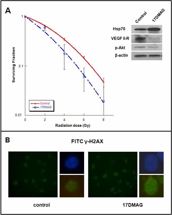 U251 glioma cell에서 HSP90 inhibitor인 17-DMAG에 의한 radiosensitivity의 증가는 VEGFR-2, p-Akt의 down-regulation 및 gamma H2AX의 지연과 동반됨.