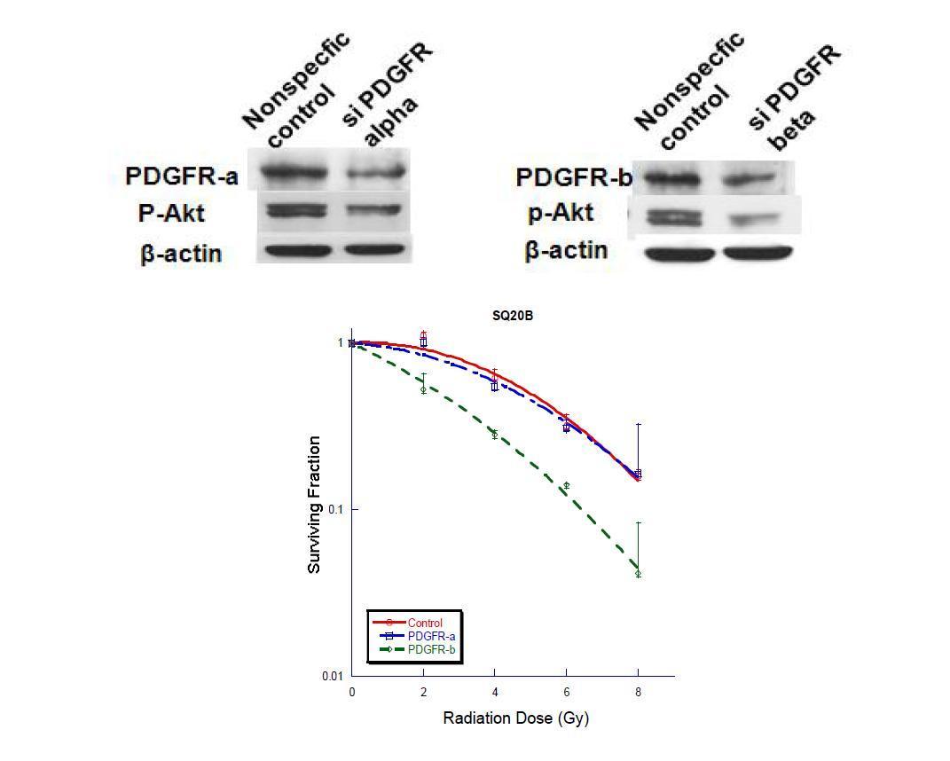 RNAi 및 pharmacologic inhibitor를 통한 PDGFR의 selective inhibiton시 PDGF beta subtype의 차단이 유의한 radiosensitization을 나타내었고, PDGF alpha subtype의 경우 그 영향이 미미하였다.