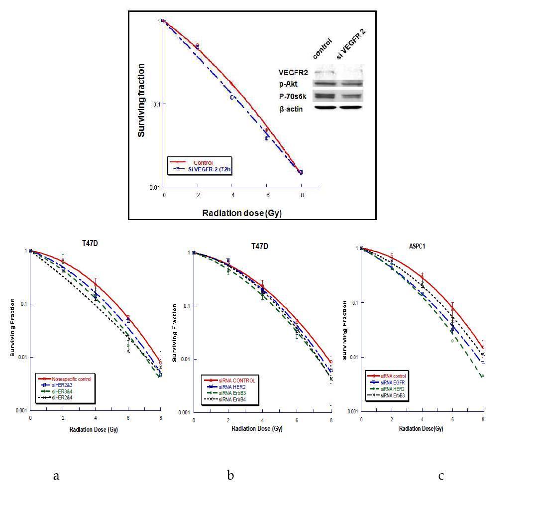 HER 1,2,3 overexpression을 보이는 pancreatic cancer cell line에서 RNAi를 통한 선택적인 silencing시 radioresistance에 대한 기여도는 Her2>Her1>Her3 순이었음 (a).HER 2,3,4 overexpression을 보이는 breast cancer cell line에서 RNAi를 통한 선택적인 silencing시 Her 2,3,4 각각을 단독적으로 차단하여서는 radiation survival 면에서 유의한 차이를 보이지 못하였고 (b) HER2&4, Her3&4 혹은 Her2&3 comnined inhibition시 유의한 radiosensitization을 관찰할 수 있었음.