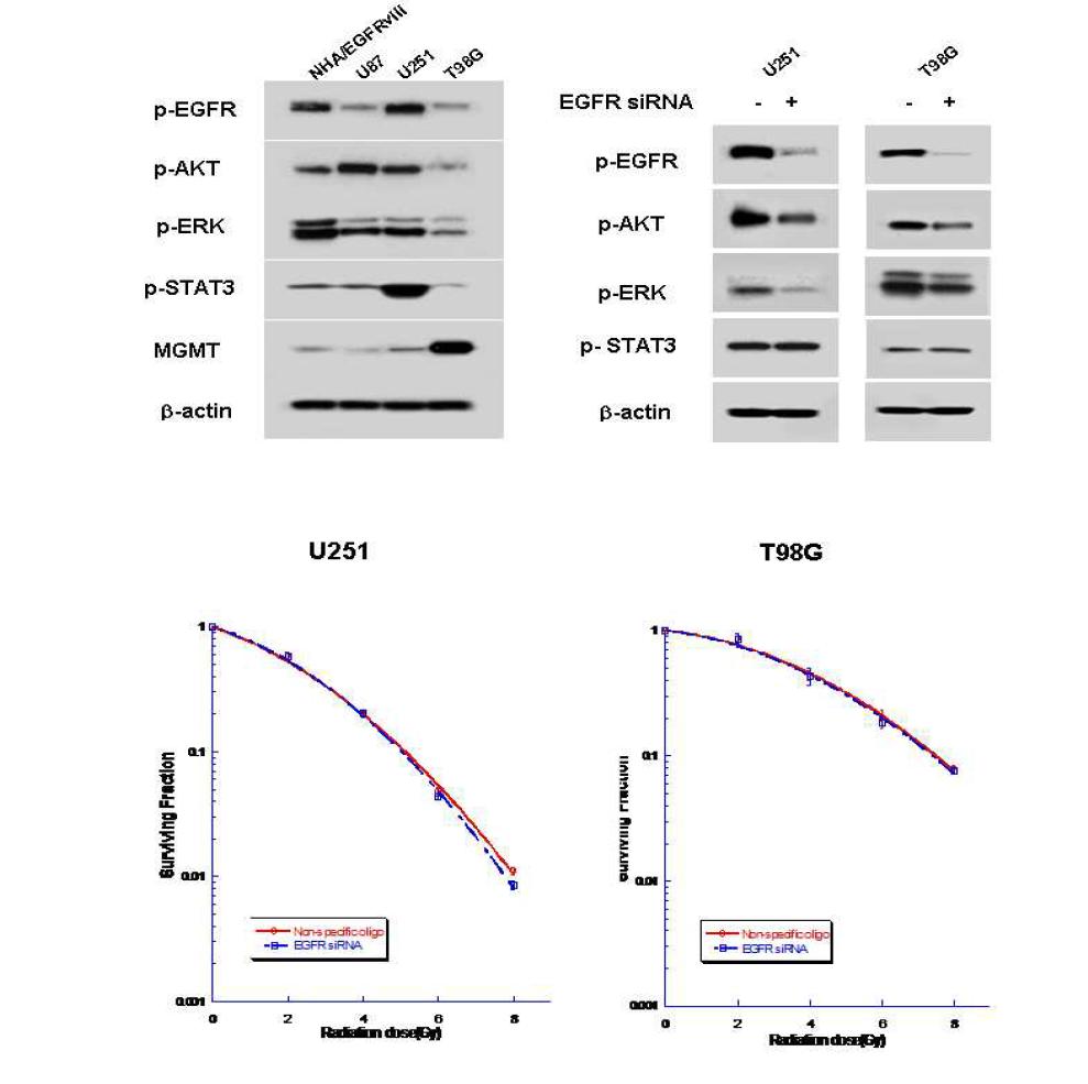 Specific inhibition of EGFR using RNA interference