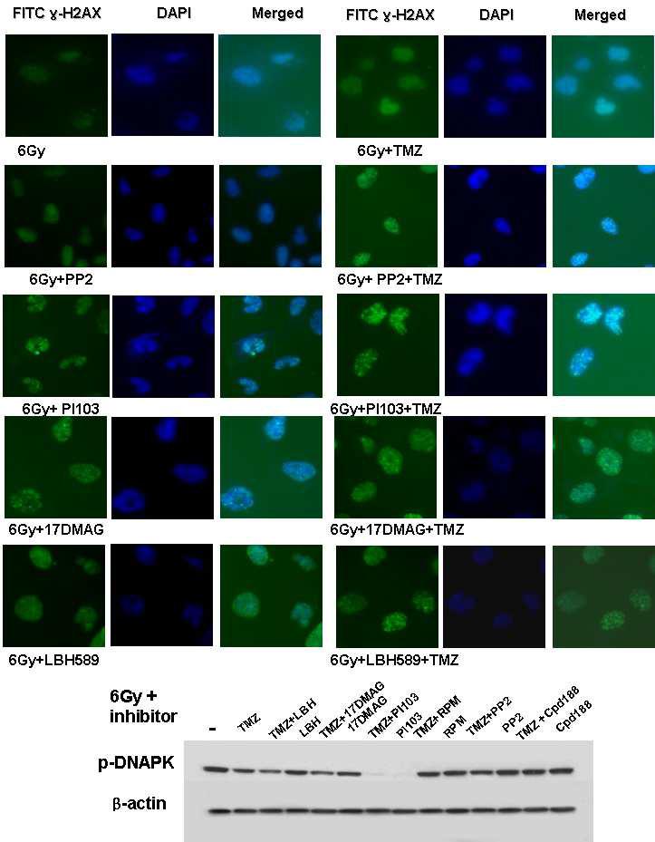 Impairment of DNA damage repair following irradiation