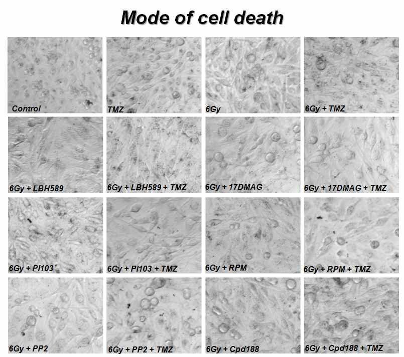 Mode of cell death . Senescence was examined by detecting the activity of β-galactosidase and no discernable change was detected in U251 cultures within 7 days after the treatment.