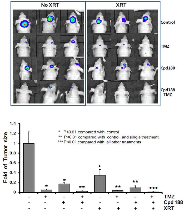 Representative bioluminescence images in each treatment group on day 35.