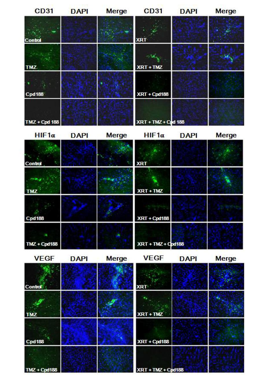 Synergistic activity of Cpd188 and TMZ in vivo