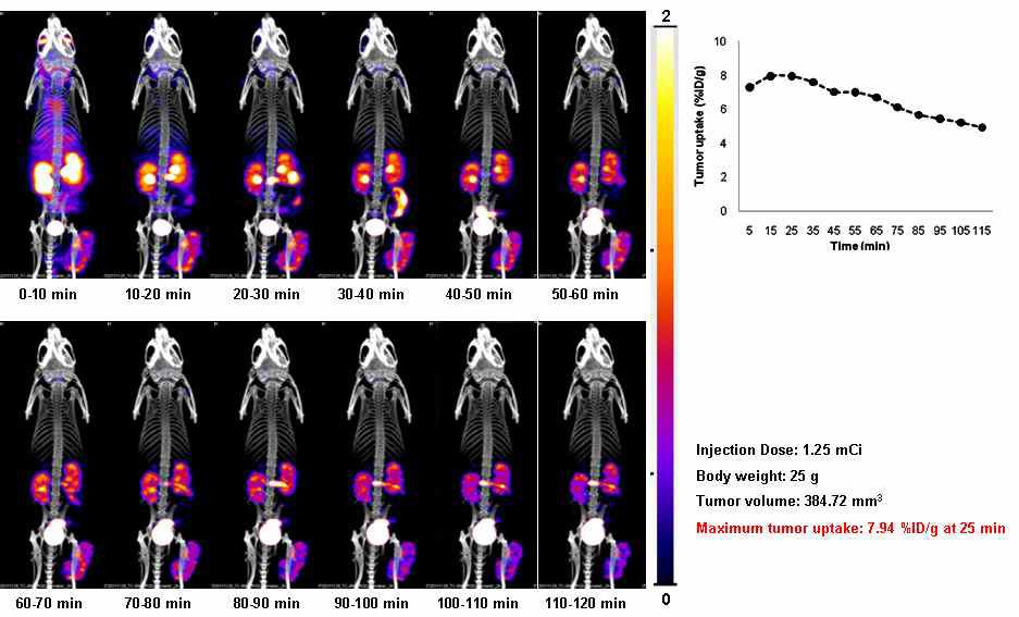 Static images of the tumor-bearing mice