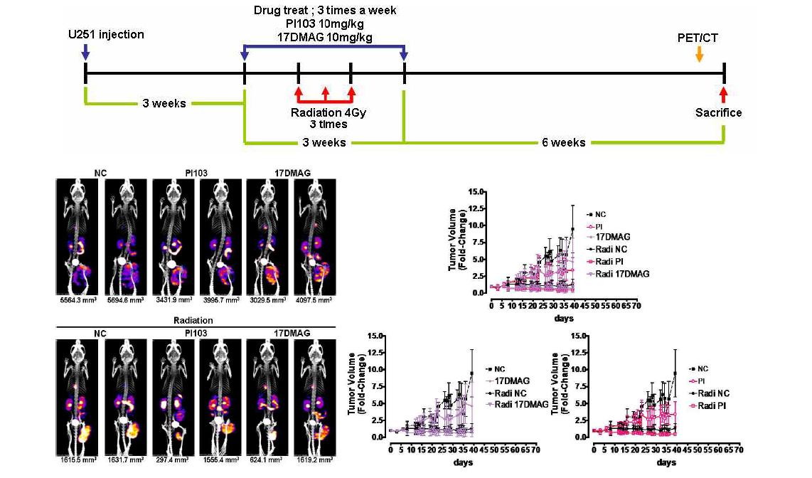 Images of the tumor-bearing mice treated with PI103 or 17DMAG