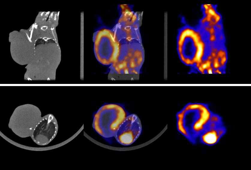 BALB/c mouse tumor model의 F-18 FDG 영상.