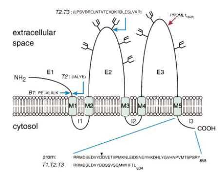 Human CD133의 extracellular domain