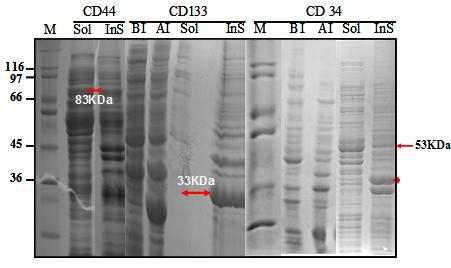 박테리아에서 생산되는 CD133,44,34 단백질의 용해도 테스트.