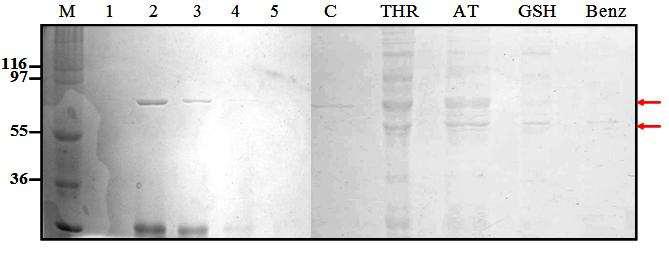 CD44 단백질의 분리 정제 및 thrombin 처리 후 GST-tag 분리한 purified CD44 단백질