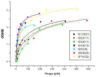 Determination of binding affinities of the screened peptides on Bcl2