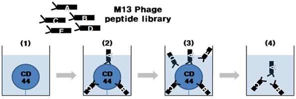 Schematic diagram representing the strategy used to screen M13 phage displays for CD44ED-binding peptides.