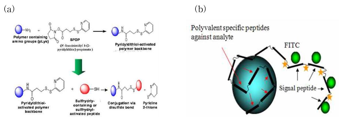 다중기능성 고분자 펩타이드, (a) pLys-peptide conjugation by SPDP, (b)Polyvalent directed peptide polymer(PDPP)