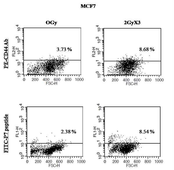 Radiation responses of MCF7 cells using CD44 antibody or P7 peptide as a CD44 detection marker.