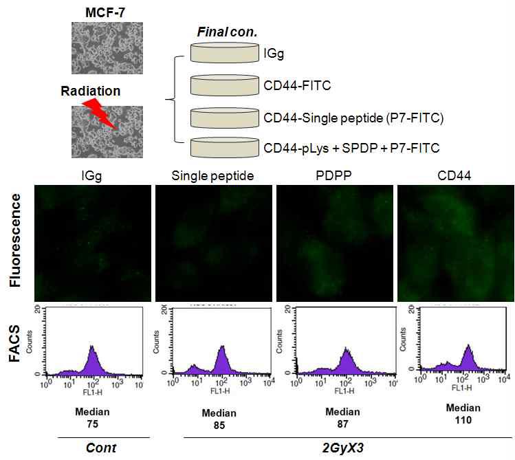 Radiation responses of MCF7 cells using CD44-FITC, P7 peptide-FITCand PDPP (pLys+SPDP+P7-FITC)